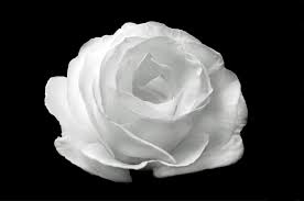 white rose