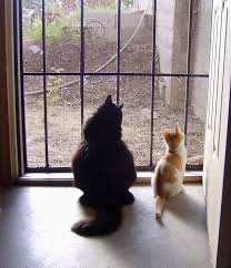 cats looking outside