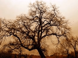 oak tree scott story