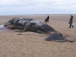 beached whale
