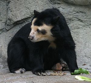 1200px-Spectacled_Bear_-_Houston_Zoo