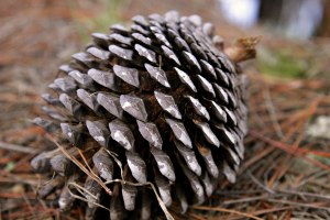 Pine_cone